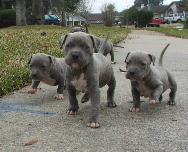 Blue Pit Bull Puppies Walking On Road