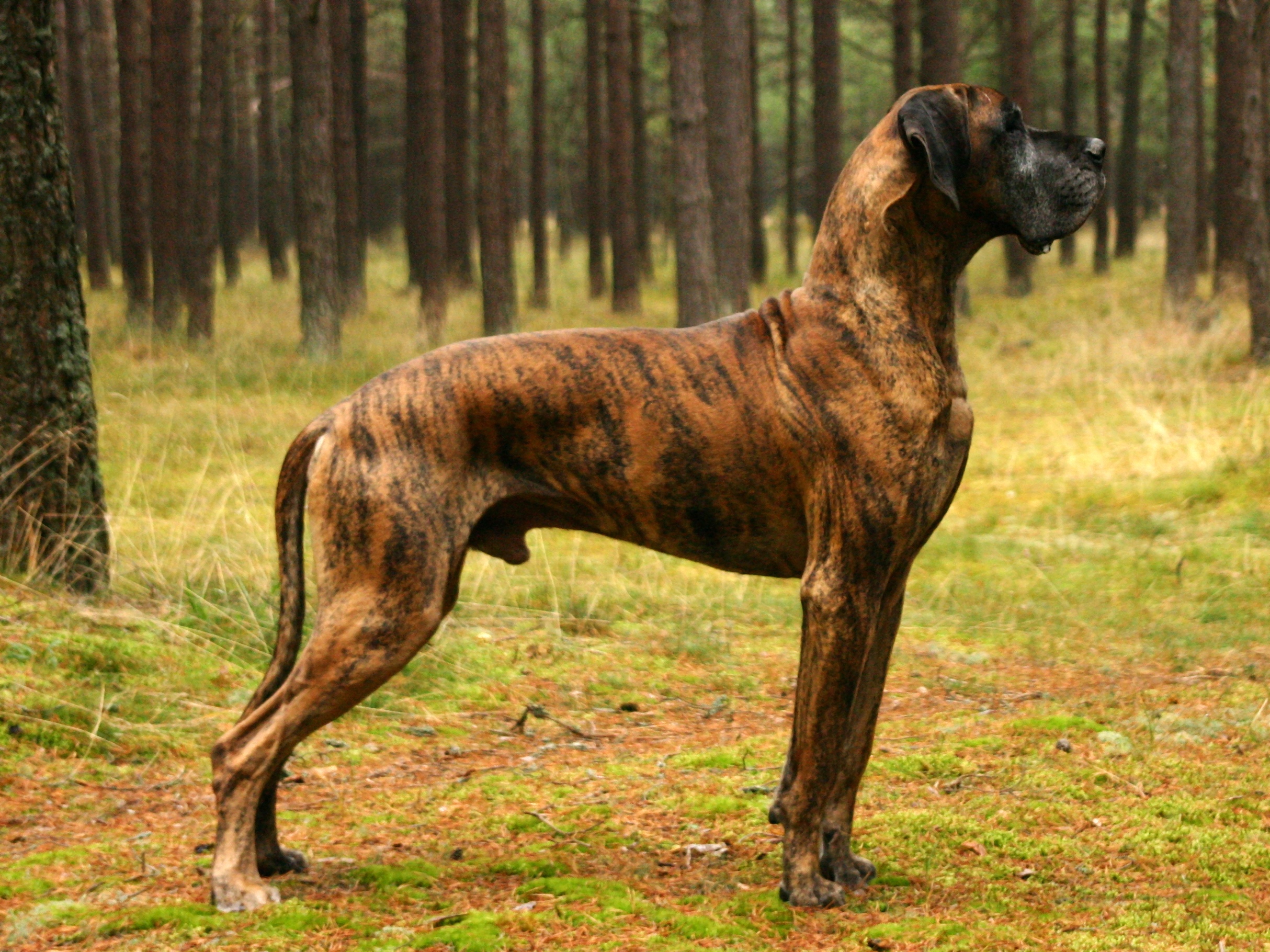 Brindle Great Dane Dog In Forest