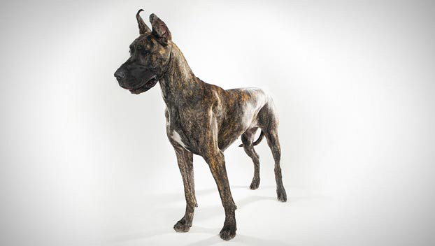Brindle Great Dane Dog Picture