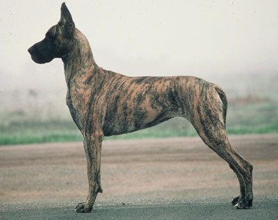 Brindle Great Dane Dog Side Pose