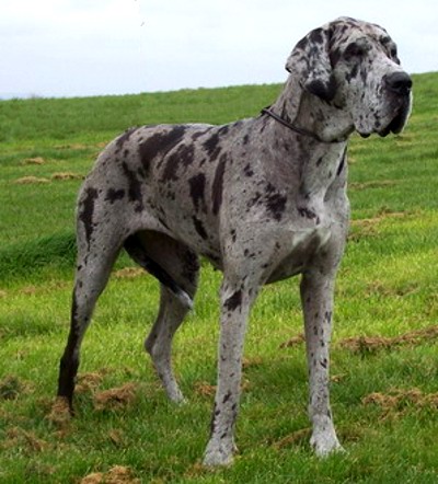 Brindle Great Dane Dog Standing On Grass