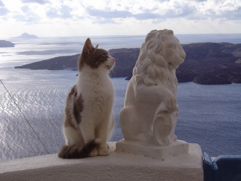 Brown And White Aegean Cat Sitting Near Statue