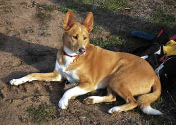 Brown And White Canaan Dog Sitting