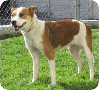 Brown And White Canaan Dog