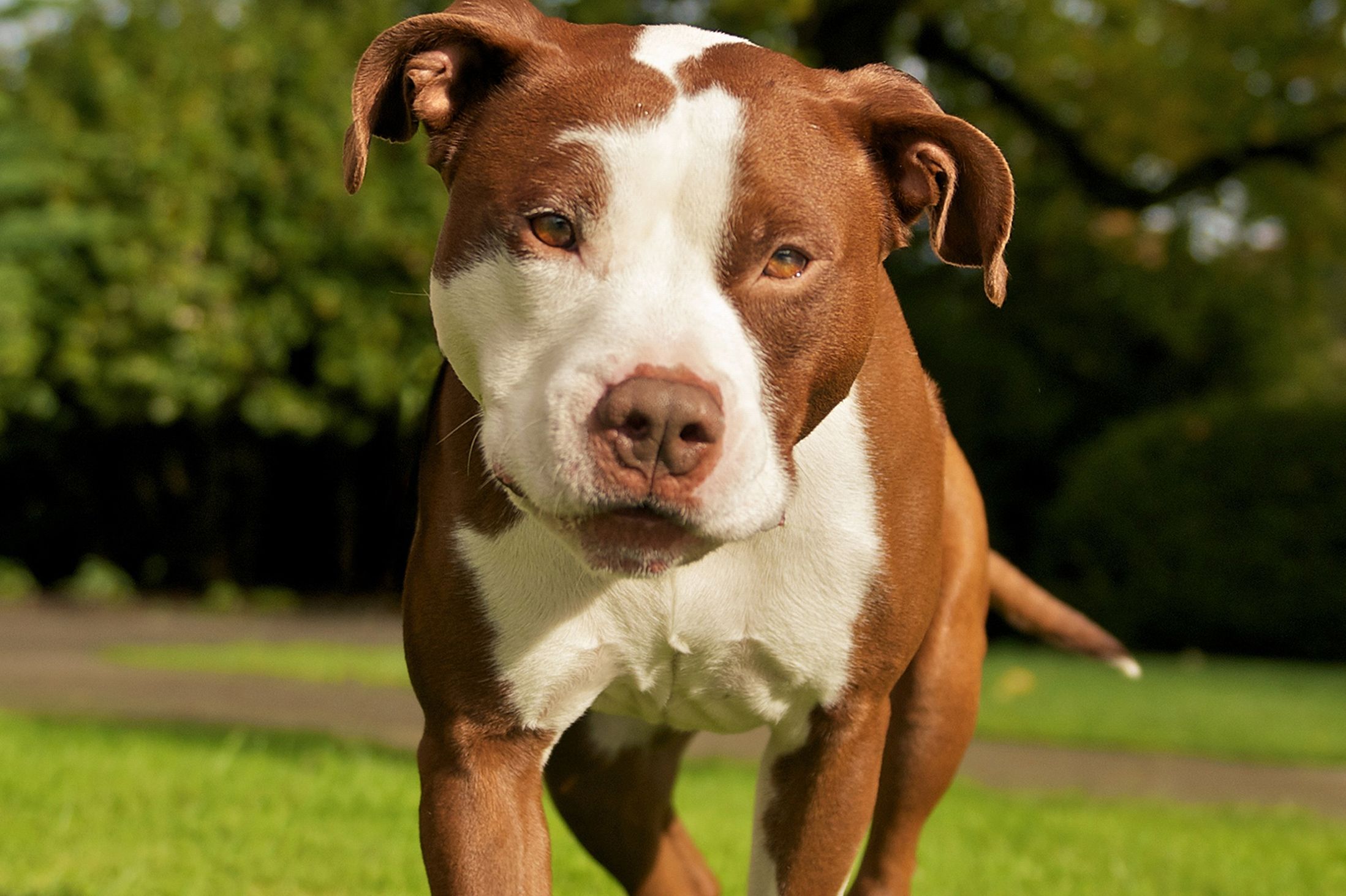 Brown And White Pit Bull Dog In Garden