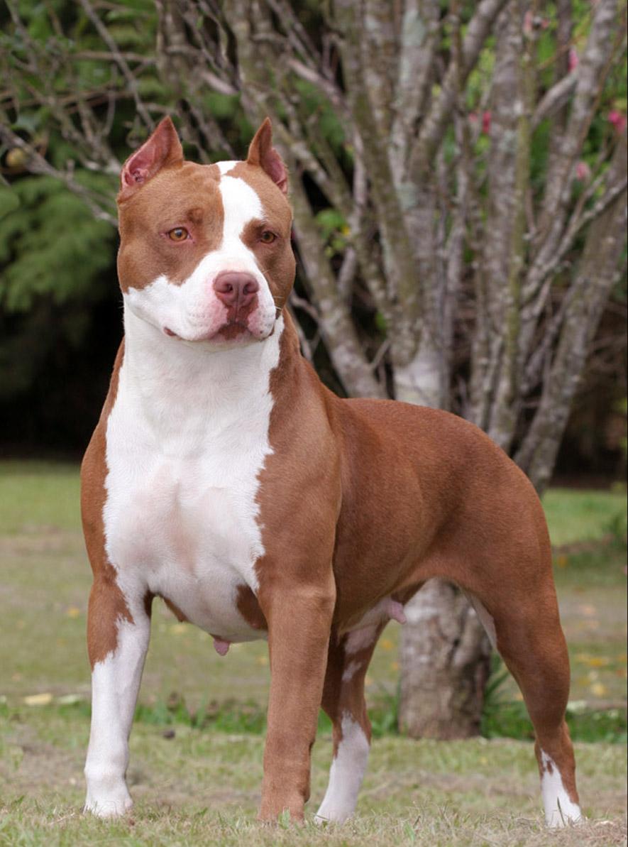 Brown And White Pit Bull Dog