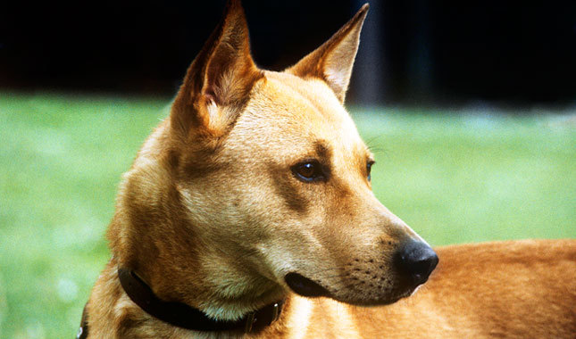 Brown Canaan Dog Face Closeup