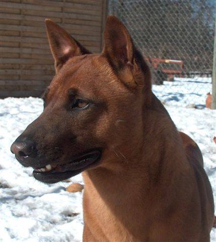 Brown Canaan Dog Face Photo