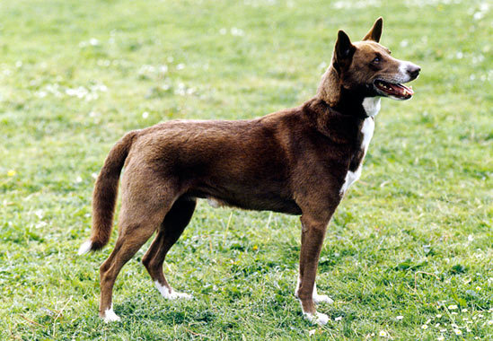 Brown Canaan Dog In Garden