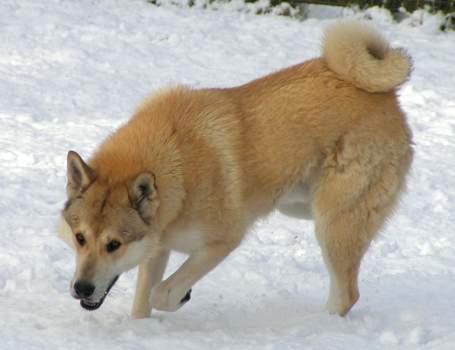Brown Canaan Dog In Snow