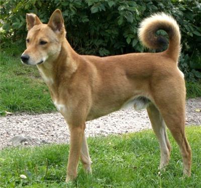 Brown Canaan Dog Outside