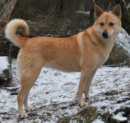 Brown Canaan Dog Picture