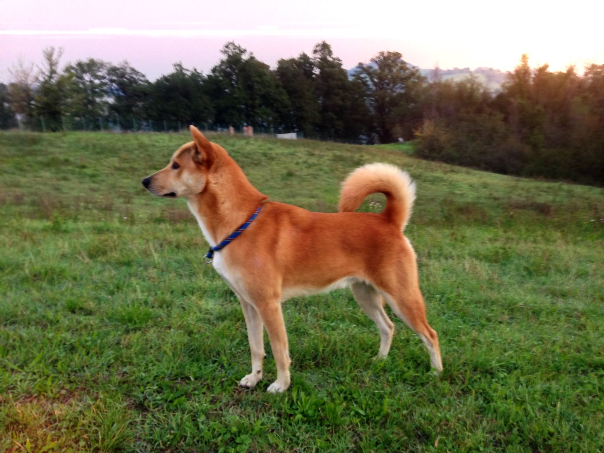 Brown Canaan Dog Standing On Grass