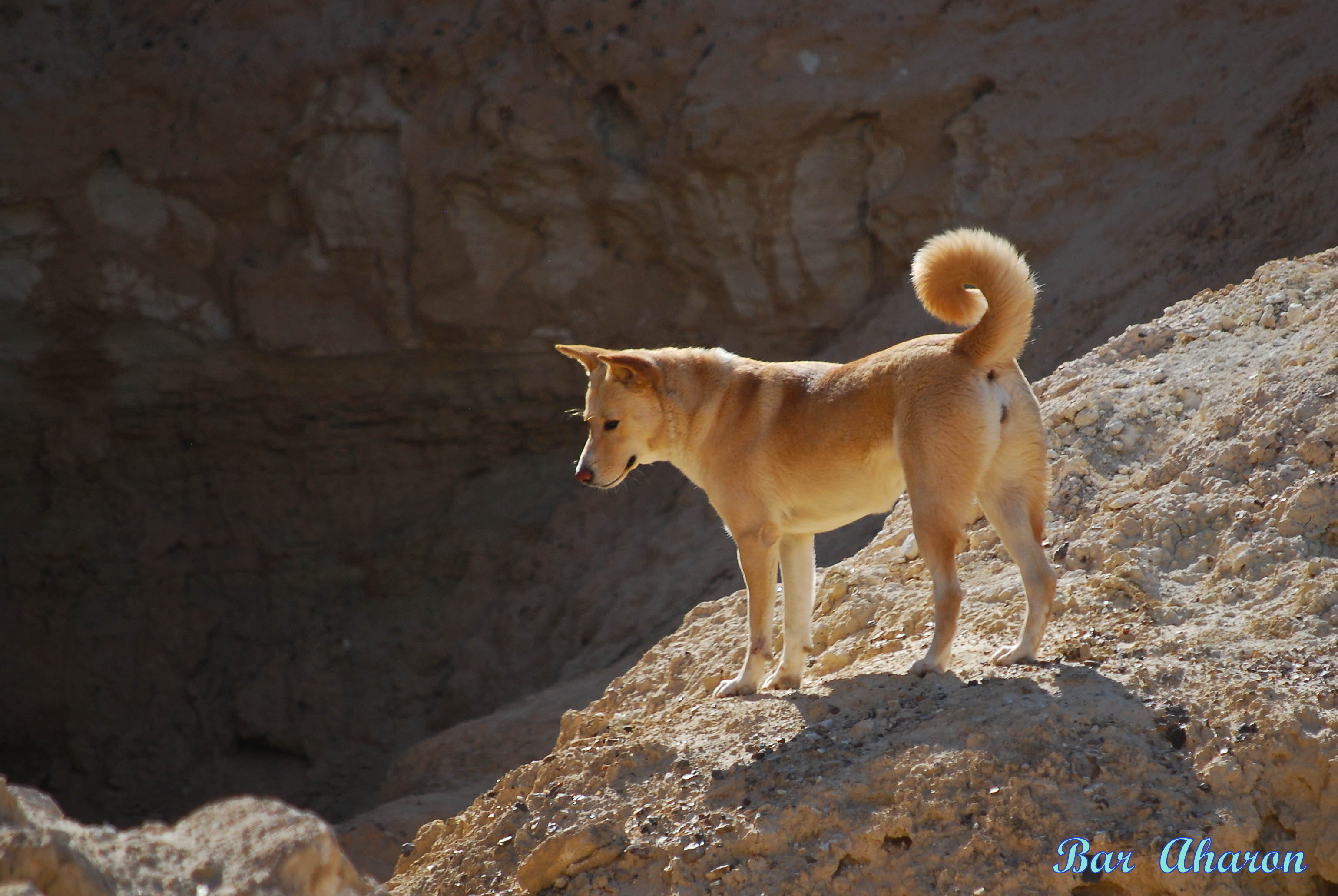 Brown Canaan Dog Standing On Rock Mountain