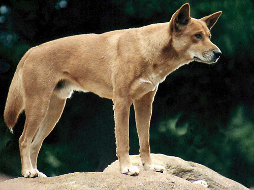 Brown Canaan Dog Standing Photo