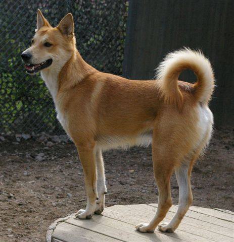 Brown Canaan Dog Standing Picture