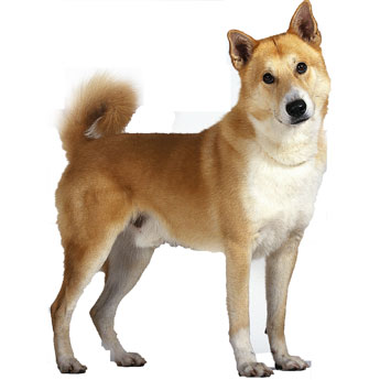 Brown Canaan Dog Standing