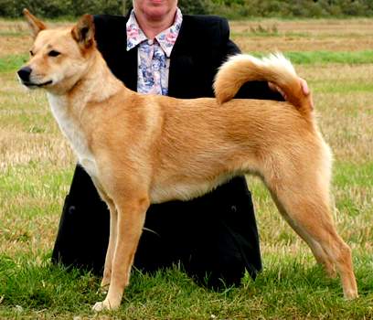 Brown Canaan Dog With Lady