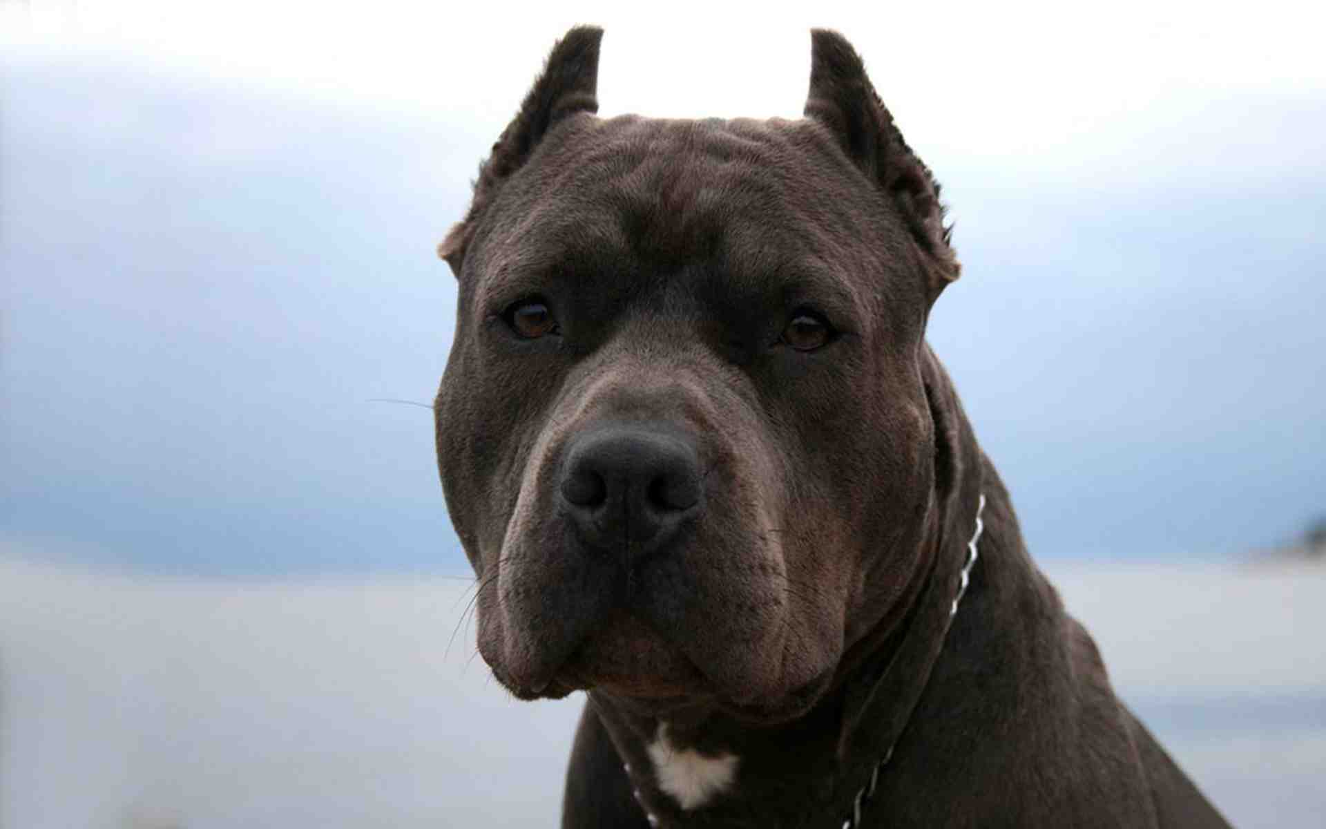 Brown Pit Bull Dog Face