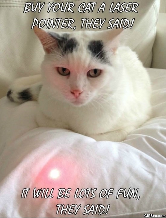 Buy Your Cat A Laser Pointer Funny Image