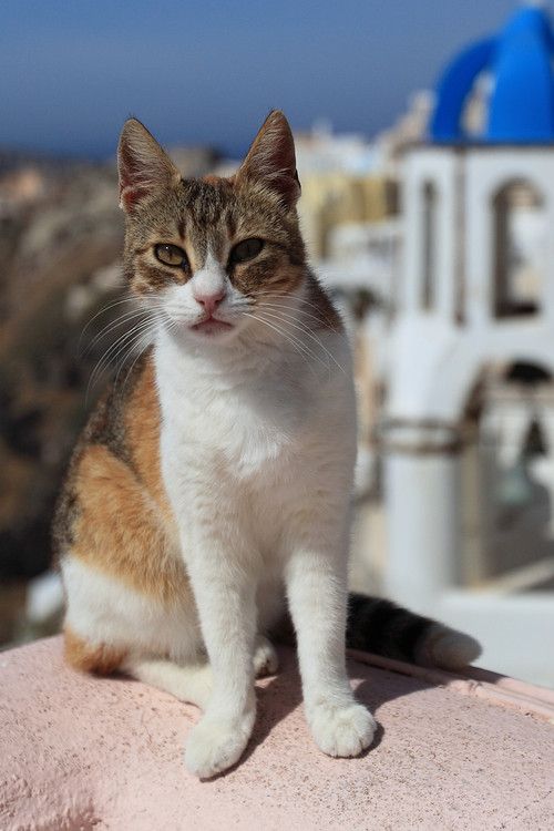 Calico Aegean Cat Sitting