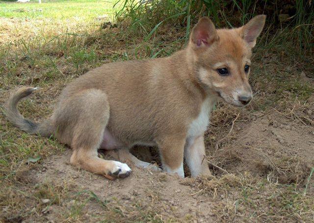 Canaan Dog Puppy Outside
