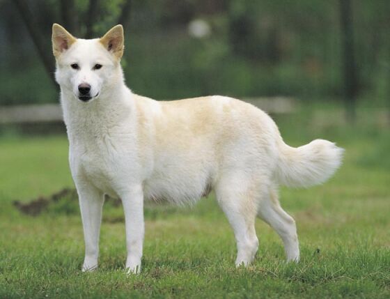 60+ Most Beautiful Canaan Dog Photos And Pictures