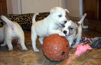 Canaan Puppies Playing With Ball