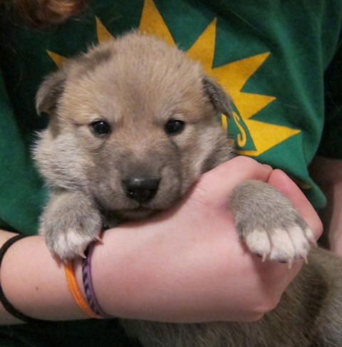 Canaan Puppy In Arms