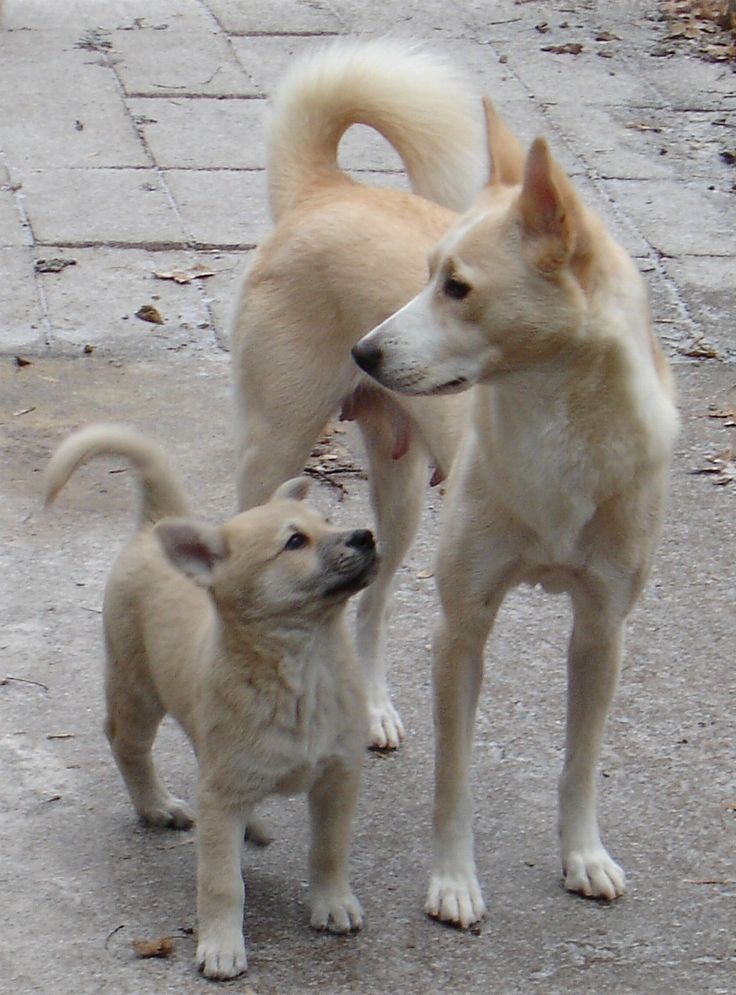 Canaan Puppy With Dog