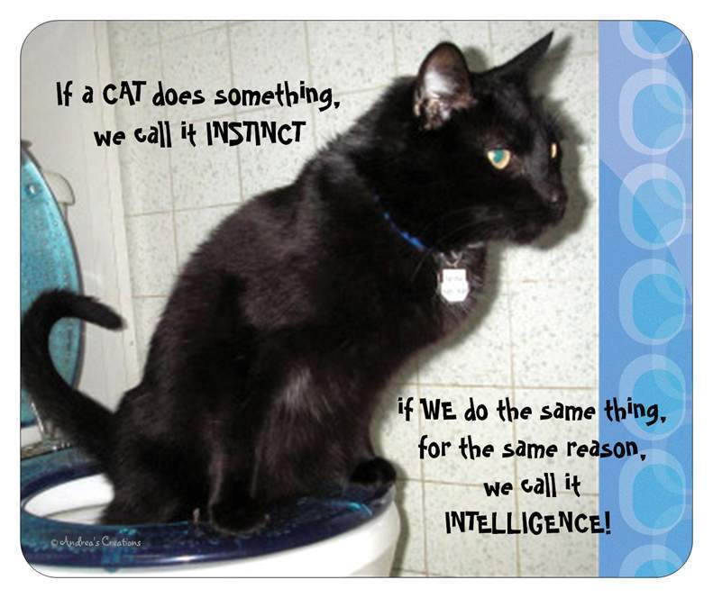 Cat Funny Bathroom Humor Picture