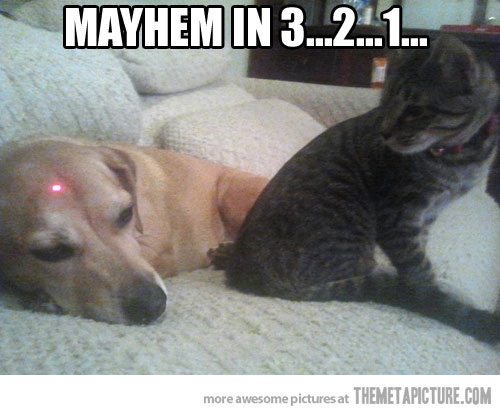 Cat Looking Dog Funny Laser Head Picture