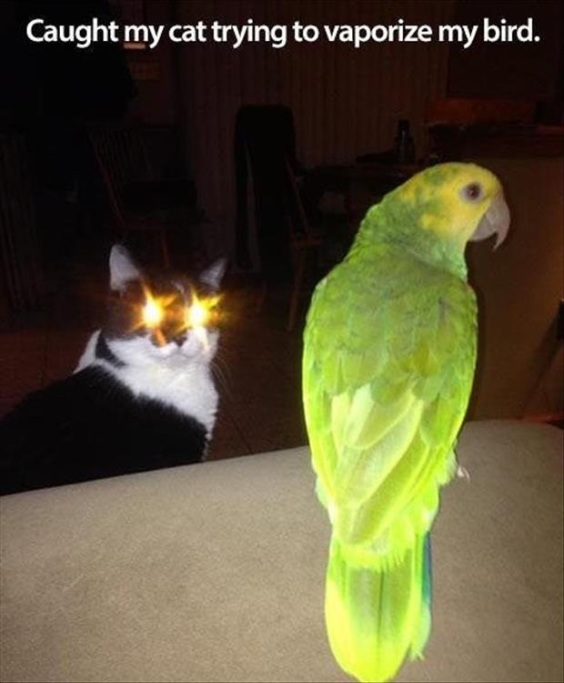 Caught My Trying To Vaporize My Bird Funny Laser Cat Image