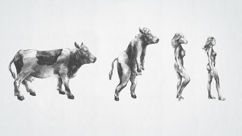 Cow Funny Evolution To Girl Image