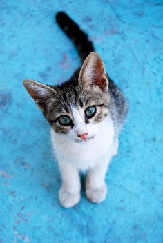 Cute Aegean Kitten Looking Up