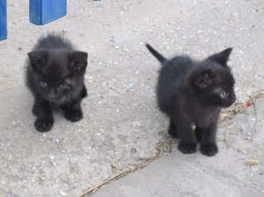 Cute Black Aegean Kittens