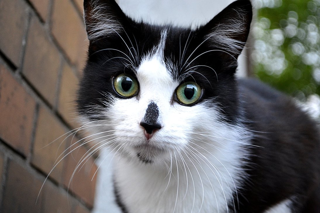 Cute Black And White Aegean Cat Face
