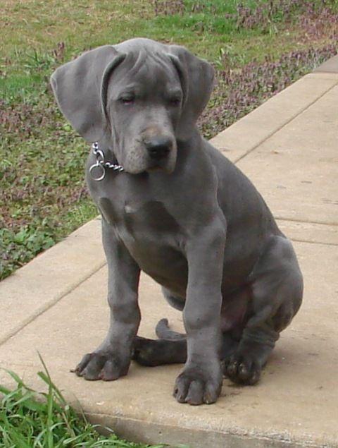 55+ Blue Eyed Blue Great Dane Puppies For Sale