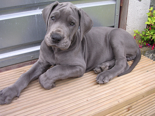 Cute Blue Great Dane Puppy