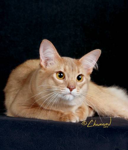 Cute Fawn Somali Cat