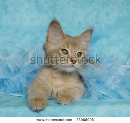 Cute Fawn Somali Kitten Under Blue Blanket