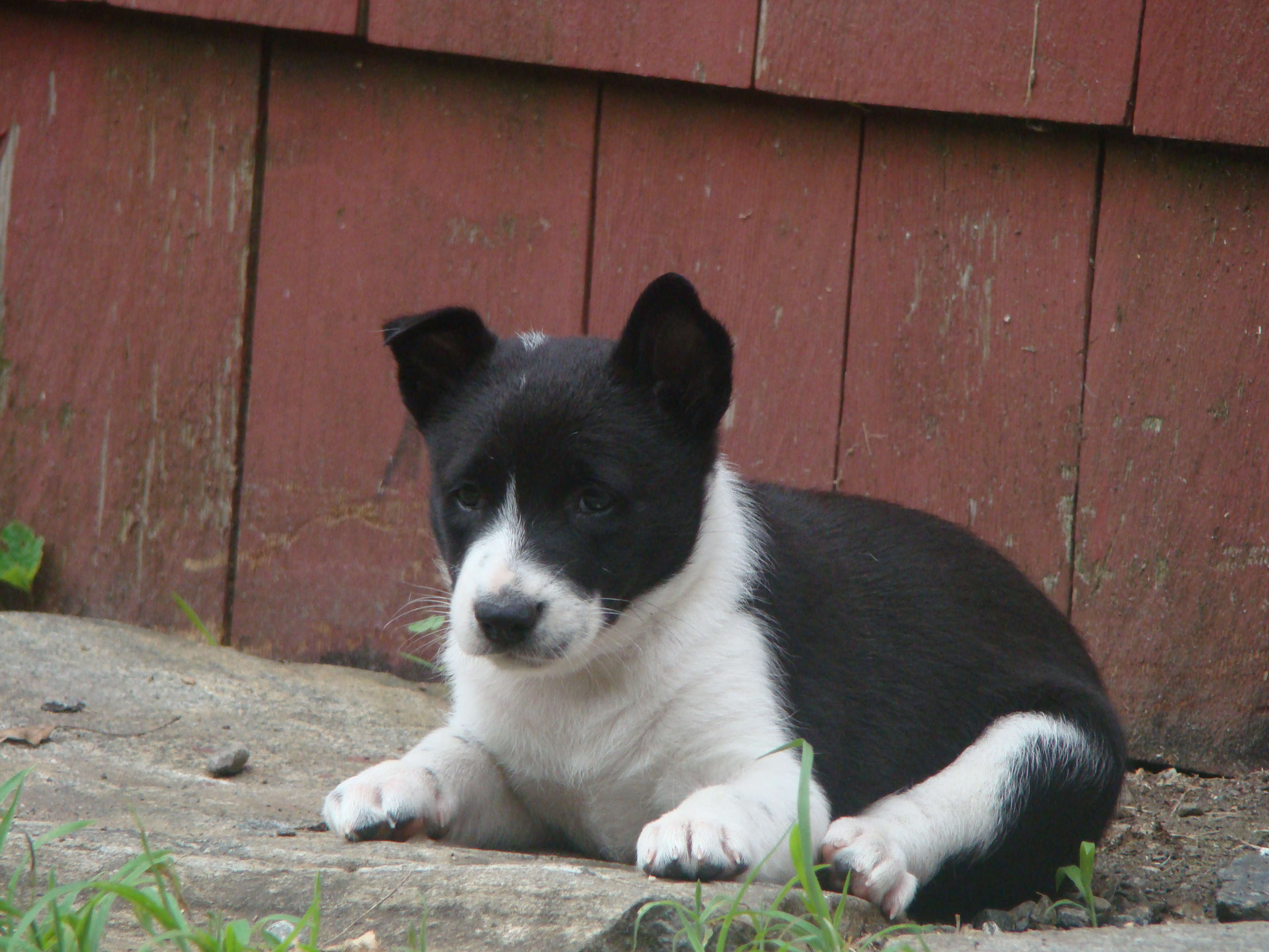 Cute Little Black And White Canaan Puppy Sitting