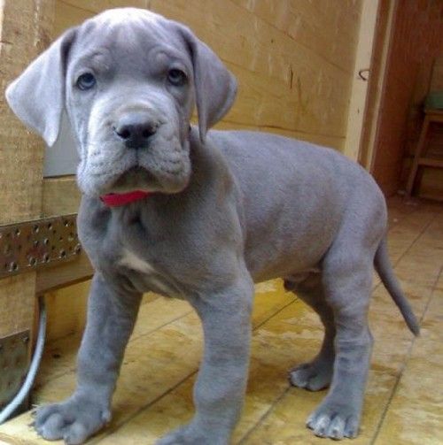 Cute Little Blue Great Dane Puppy