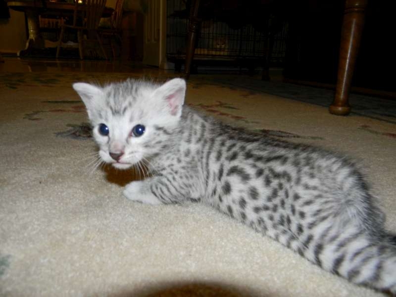 Cute Little Silver Egyptian Mau Kitten