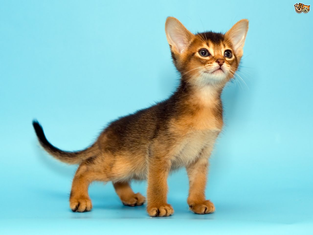 Cute Little Somali Kitten