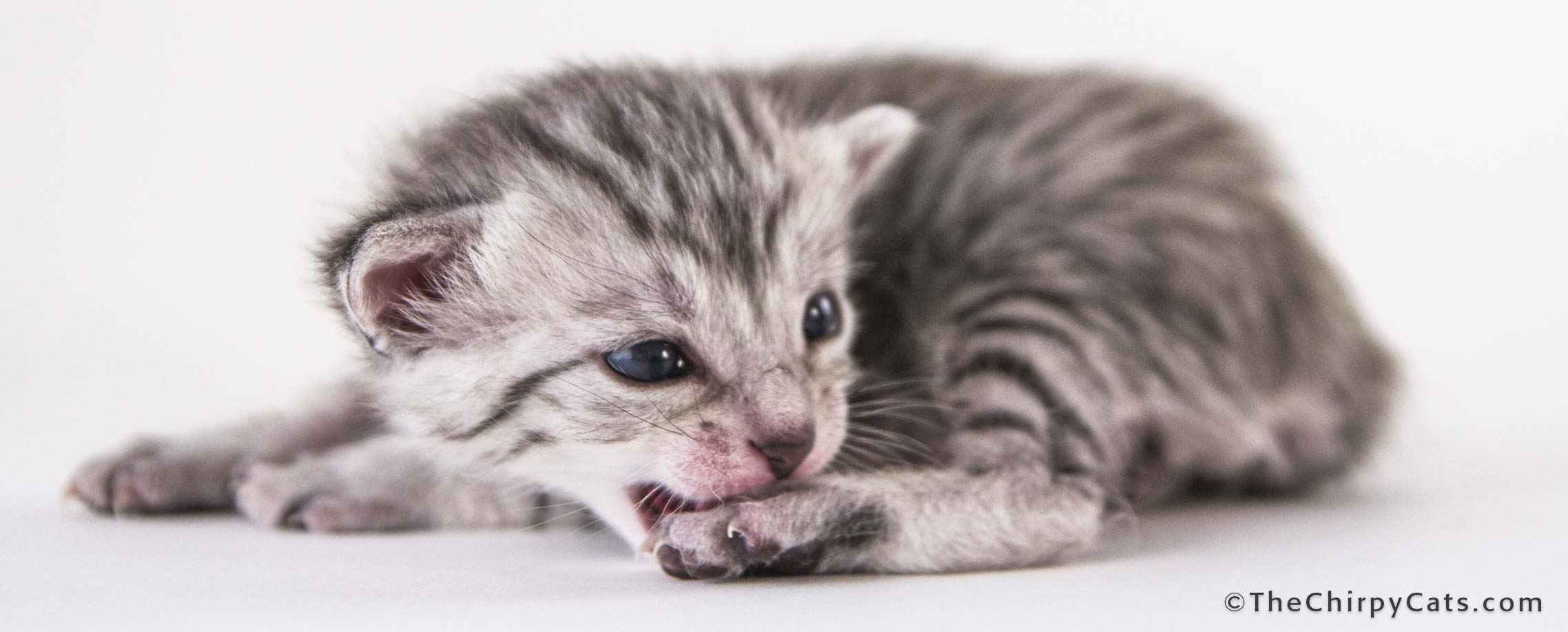 Cute New Born Egyptian Mau Kitten
