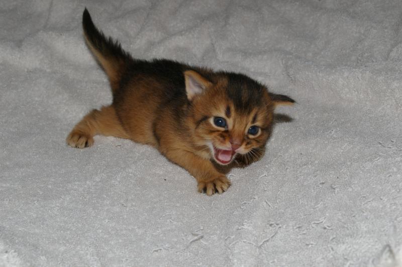 Cute New Born Somali Kitten
