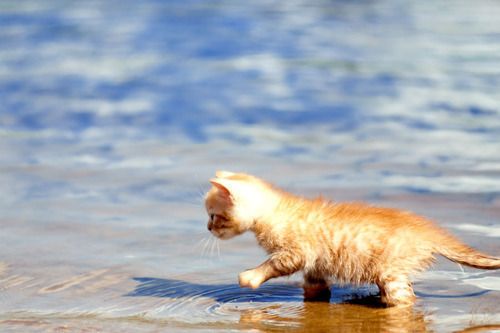 Cute Orange Aegean Kitten Walking In Water
