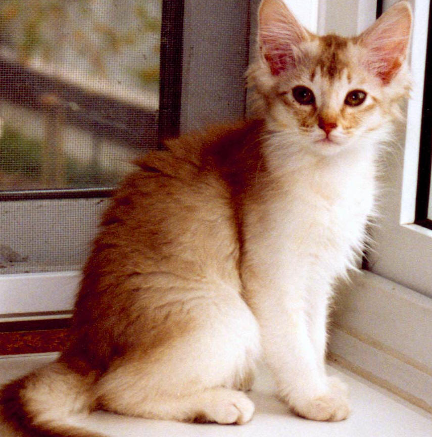Cute Orange Somali Kitten Near Window