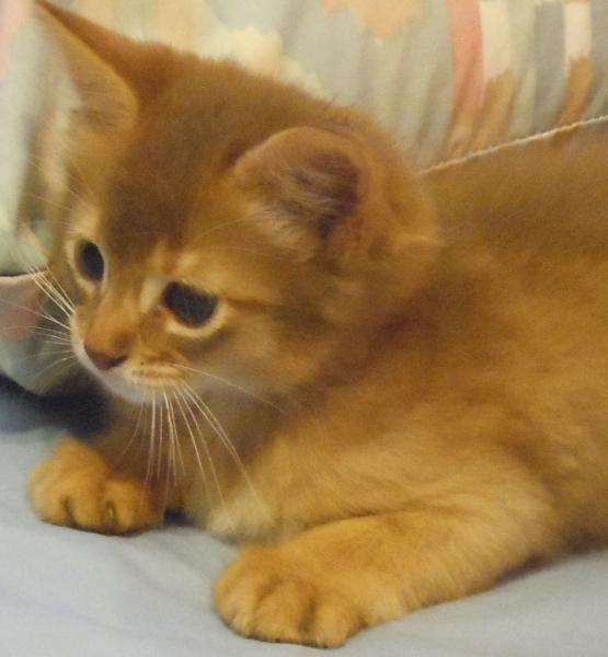 Cute Orange Somali Kitten